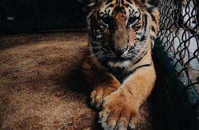 阿根廷队精彩团队配合进球视频封面，梅西助攻队友破门